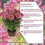 Chrysanthemum Plants Live 4 to 7 Inch Tall, Mums Live Plants, Vibrant Perennial Mum Plant for Planting in Garden (White Pink)