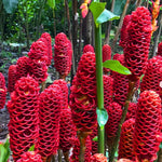 Awapuhi Shampoo Ginger Plant Live, Tropical Pinecone Ginger 3–5 Inch Starter Plant for Garden or Container Growing, Ornamental Flowering Ginger, No Pot