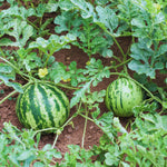 2 Red Watermelon Plants Live, 4'' Pot, Watemelon Fruit Garden Starter Plant