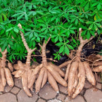 Yuca Live Plant Grown from Cuttings, Potted Yuca Cassava Sweet Manihot 6-9 Inches Tall Sticks, Yucca Manihot Live Plant in Pot for Planting, No CA