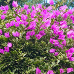 3 Bougainvillea Vine Plants, Bougainvillea Plants Live for Outdoor Landscaping and Containers, 4-7 Inch Tall Well-Rooted, No Pot (Blueberry Ice Bougainvillea)