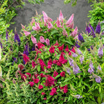 2 Butterfly Bush Live Plants, Mix Buddleia Shrubs, 5–9 Inch Tall, Fragrant Flowering Shrubs, No Pot