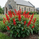3 Bright Red Salvia Sage Plants 4–7" Tall, Perennial Live Flowering Garden Plants for Outdoor Growing, Vibrant Salvia Plant Starter