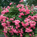 Climbing Rose Live Plant Well Rooted, No Leaf, Ready to Plant Indoor Outdoor, Climber Rose Bush, Hybrid Tea Rose Like, Very Fragrant, Long Bloomer (Pink - Deep Pink)