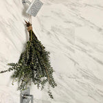 Silver Dollar Eucalyptus Plant Live, Eucalyptus Tree Live, Well Rooted Starter Plants, Fragrant Foliage Ornamental Plant, 5-7 Inches Tall, Indoor Outdoor Landscape