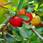 Barbados Cherry Tree Live Plant for Planting, 4-8 Inch Tall, Acerola Barbados Cherry Plant Live Ready to Grow Outdoor, Ship No Pot