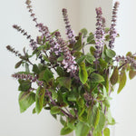 2 Basil Plants Live, Blue Basil Plant, Fragrant Plant for Outdoor Garden, 5Inc Tall