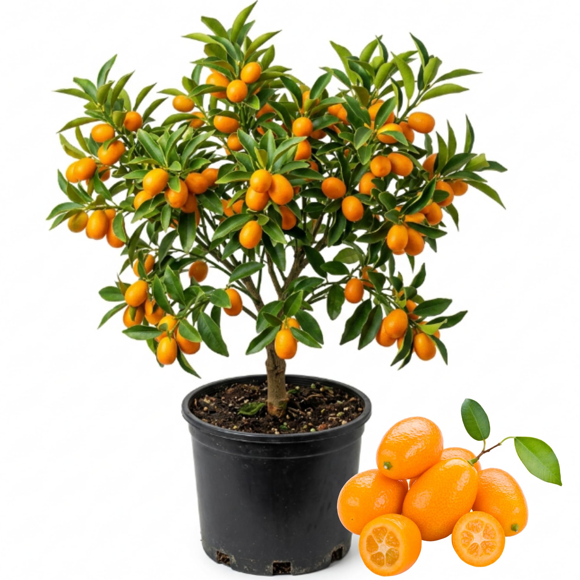 Kumquat Tree Plant in 1 Gallon Pot, 2-3 Ft Tall Citrus Fruit Tree, Sweet Kumquat Fruits - Outdoor Patio Container Plant