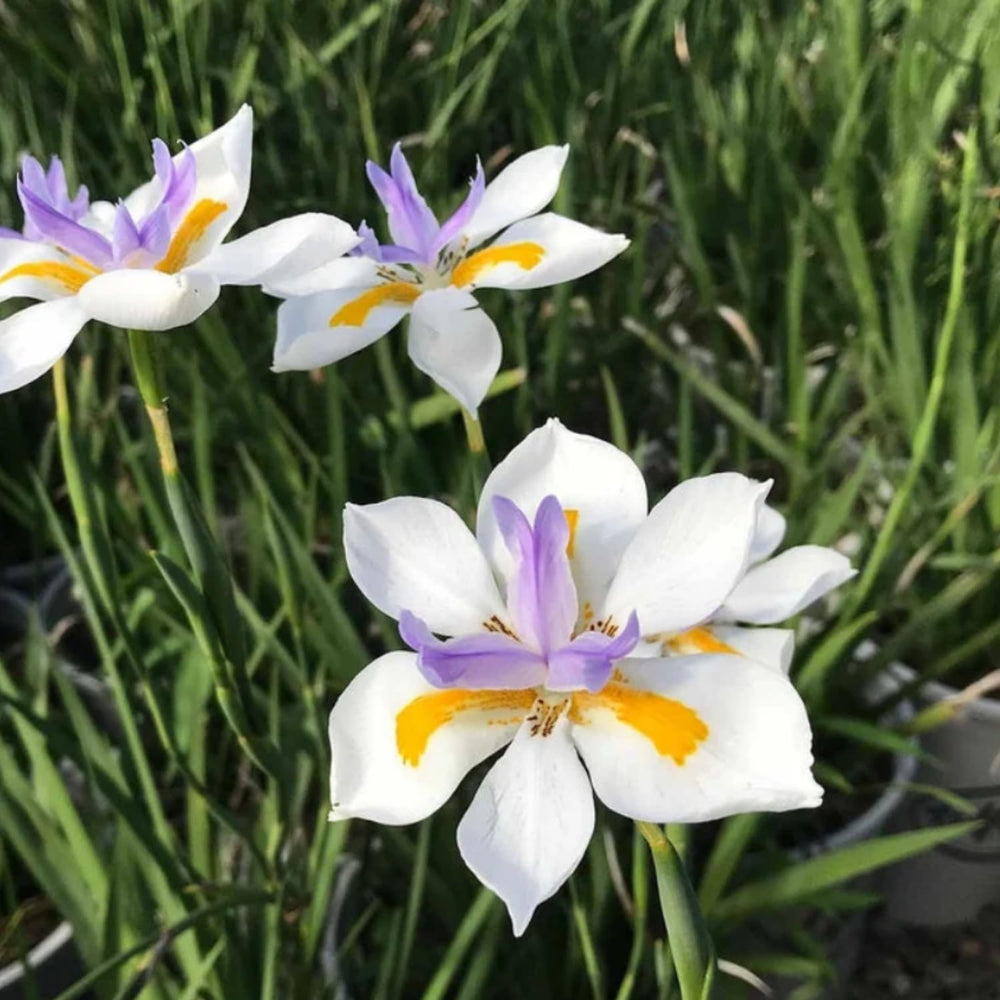 2 African Iris Live Plants, White Bloom Perennial Flowers, 3-5'' Tall, Flowers for Indoor Outdoor Growing