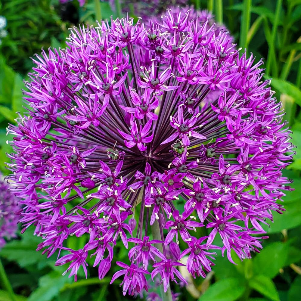 5 Large Purple Allium Bulbs, Ornamental Onion Flower Bulbs for Planting - Spring Blooming Purple Allium Flowers for Garden Beds and Borders