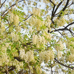 2 Black Locust Seedlings Bare Roots, Hardy Black Locust Tree for Outdoor Planting, 6-8 Inches Tall, Well-Rooted, Ready to Grow