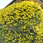 Jasmine Live Plant 4–8″ Tall, Jasmines Flower Vine, Fragrant White Blooms, Outdoor or Container Growing (Bright Yellow Jasmine)