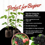 Pack 2 Thornless BlackBerry Plants Live, 4-8 Inch Tall, BlackBerry Bush Live Plant, Sweet Blackberries Fruit Indoor Outdoor (Ouachita BlackBerry)