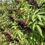 Elderberry Bushes Live Plant in Quart Pot, Black Elderberry Tree, Hardy Beries Shrub for Outdoor Garden 8-12 Inches