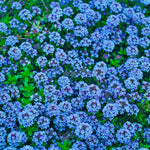 100+ Creeping Thyme Seeds, Blue Creeping Thyme Seeds Ground Cover for Landscaping, Vibrant Blooms Garden Seed