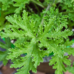 Set of 2 Live Citronella Plant, Citronella Herb in 4 Inch Pots for Indoor or Outdoor Planting