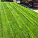 Set of 20000 Zoysia Grass Seeds, Zoysia Grass Seeds for Lawn, Low Maintenance Lawns in Home Yards and Garden