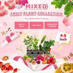 Combo 4 Mixed Fruit Plants Live, Dragon Fruit, Passionfruit, Pink Guava and Strawberry, 4-8” Tall, Easy to Grow, Productive Varieties