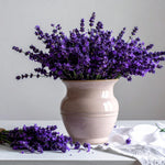 Pack 2 Lavender Live Plants 4-8 Inches, Hardy Fragrant Perennial Outdoor Herb Plant (Phenomenal Lavender)