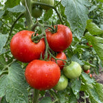 Big Tomato Live Plants, Red Tomato Plant 3-5" Tall