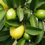Pink Guava Tree Live Plant, 10 Inc Tall, Sweet Fruit Tree, Live Guava Tropical Plant for Home Garden