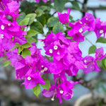 2 Bougainvillea Live Plants, Tropical Bougainvillea Flowering Vine, Fast Growing Outdoor and Container Plant, 4-8'' Tall (Bright Purple)