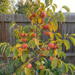 Japanese Persimmon Tree Live Plant, Edible Fruit Tree, 2 Ft Tall