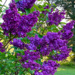 Lilac Live Plant in Pot, Hardy Shrub with Reblooming Blossoms, 1-2 Year Old Plant, Dormant in Winter, Fragrant Flowers (Purple Lilac)