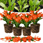 4 Christmas Cactus Plants Live, 5-9 Inch Tall (Orange)