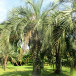 Live Palm Tree Plant in 3 Gallon Pot, No CA, Large Fully Rooted Size, Ready to Plant for Home Décor Indoor Outdoor Landscape, Rare Palm Trees, Jelly Palm