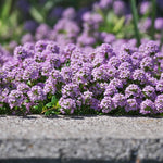 12000 Mix Creeping Thyme Seeds, Fragrant Creeping Thyme Seed, Groundcover Seeds for Planting Garden Paths, Rock Gardens and Landscape Borders