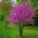 Potted Eastern Red Bud Tree Live Plant, 6-12" Seedlings Redbud Tree for Planting, Winter Hardy