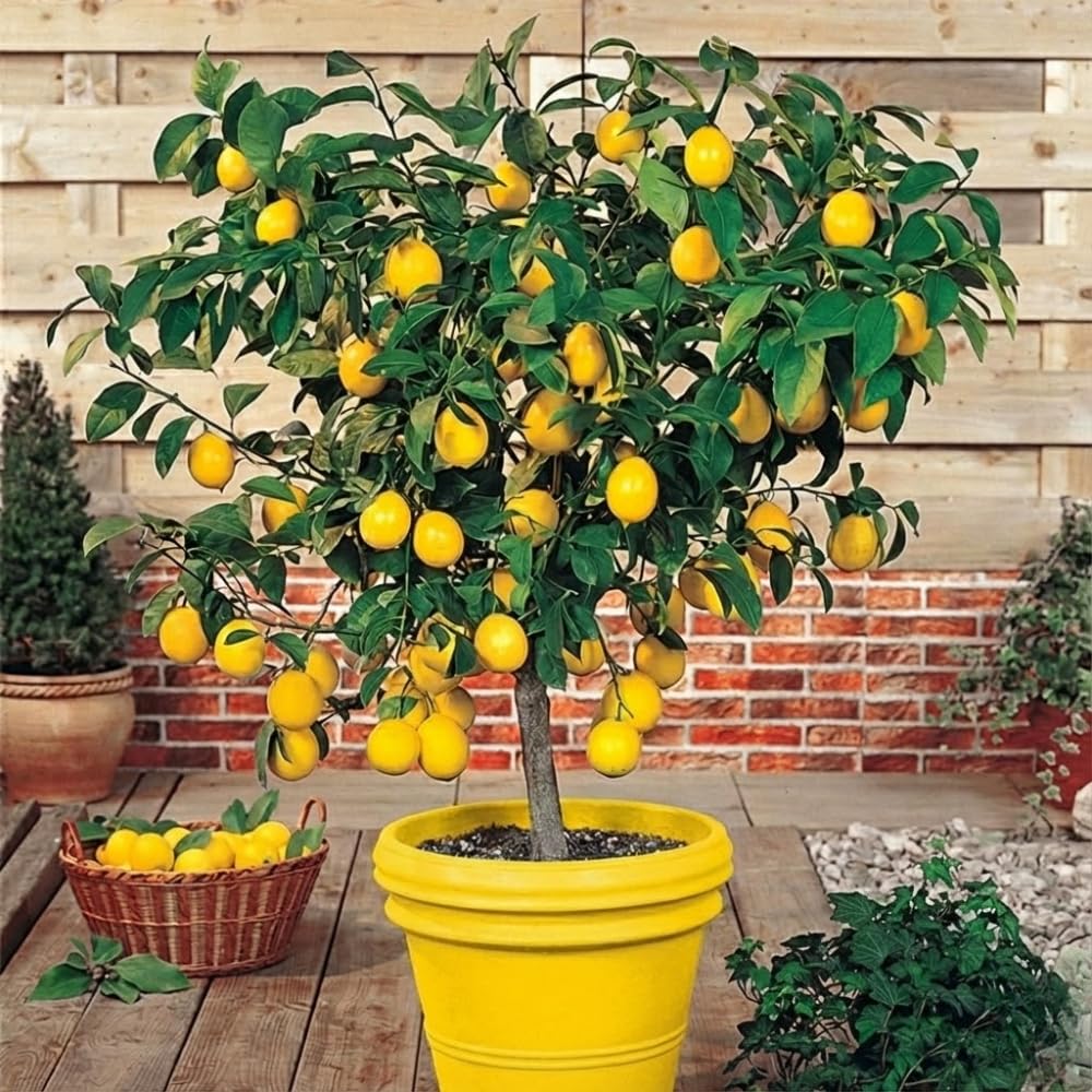 Meyer Lemon Tree Plant Live Starter Size 2-4" in Tall in 4" Pot, Yellow Lemon Lime Citrus Fragrant for Outdoor Indoor Planting