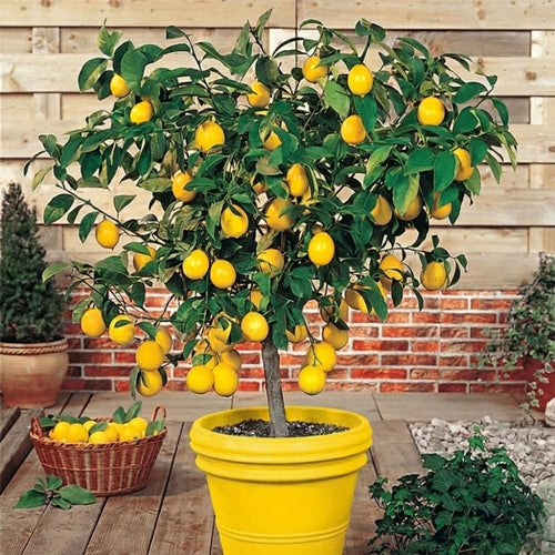 Meyer Lemon Tree Plant Live Starter Size 2-4" in Tall in 4" Pot, Yellow Lemon Lime Citrus Fragrant for Outdoor Indoor Planting