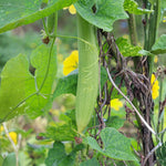 Luffa Plant, 4 Inch Pot Loofah Gourd Vine for Garden Planting, 4–8” Tall Starter Vegetable Plant