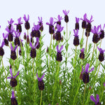 Set 2 Spanish Lavender Plants Live, Lavender Flower Plant, 5 to 7 Inc Tall Gardening Indoor, Outdoor