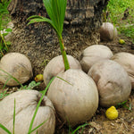 Live Green Coconut Tree Plant, Sprouted Coconut, Tropical Fruit Tree, 6-8 Inch Tall for Outdoor Growing