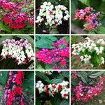 3 Clerodendrum Bleeding Heart Plants Live for Planting, 5-10 Inch Height, Clerodendrum Bleeding Heart Vine Indoor Outdoor (Mixed Bleeding Heart)