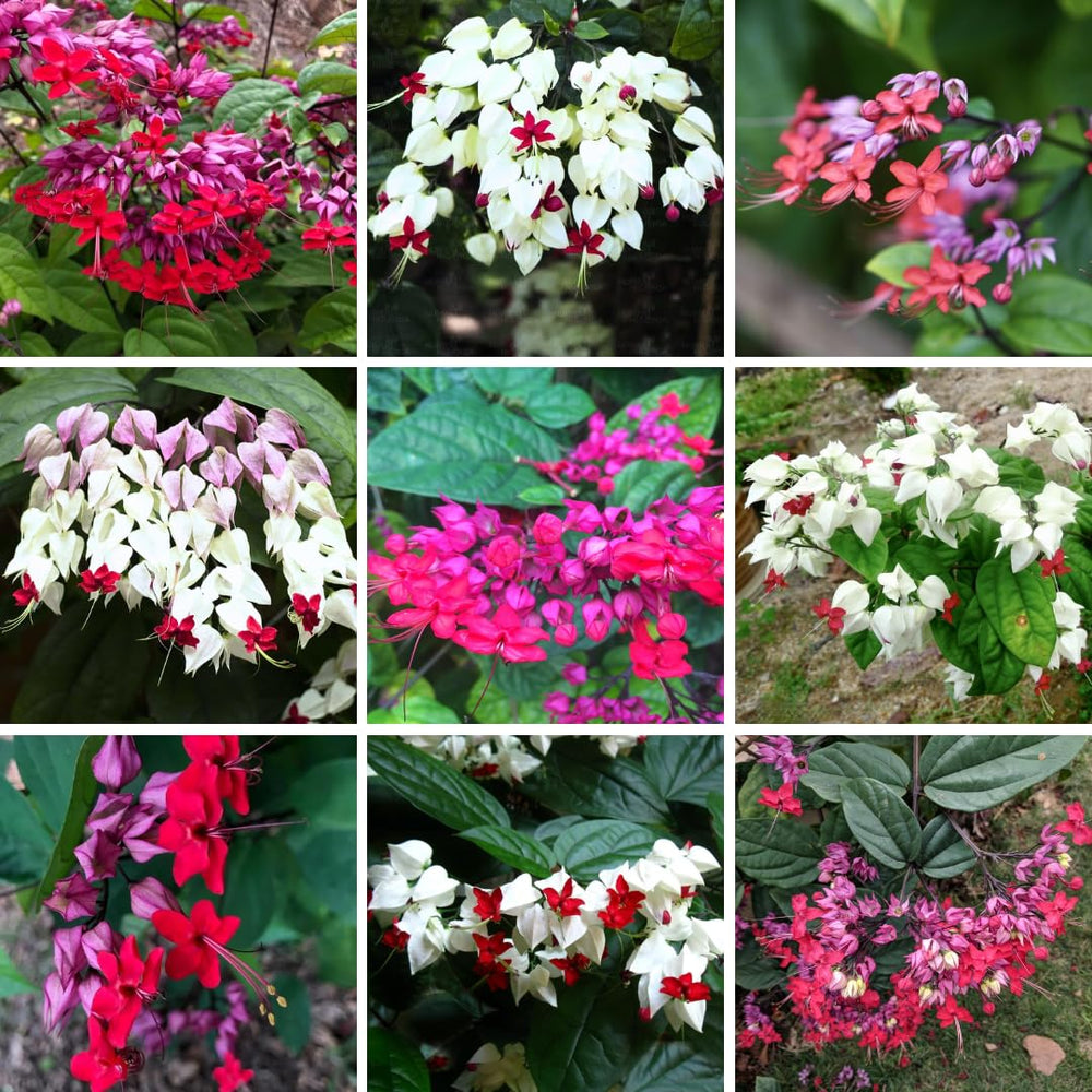 Set 2 Clerodendrum Bleeding Heart Plants Live, Clerodendrum Bleeding Heart Vine, Bell Shaped Flowers (Assorted Bleeding Heart)
