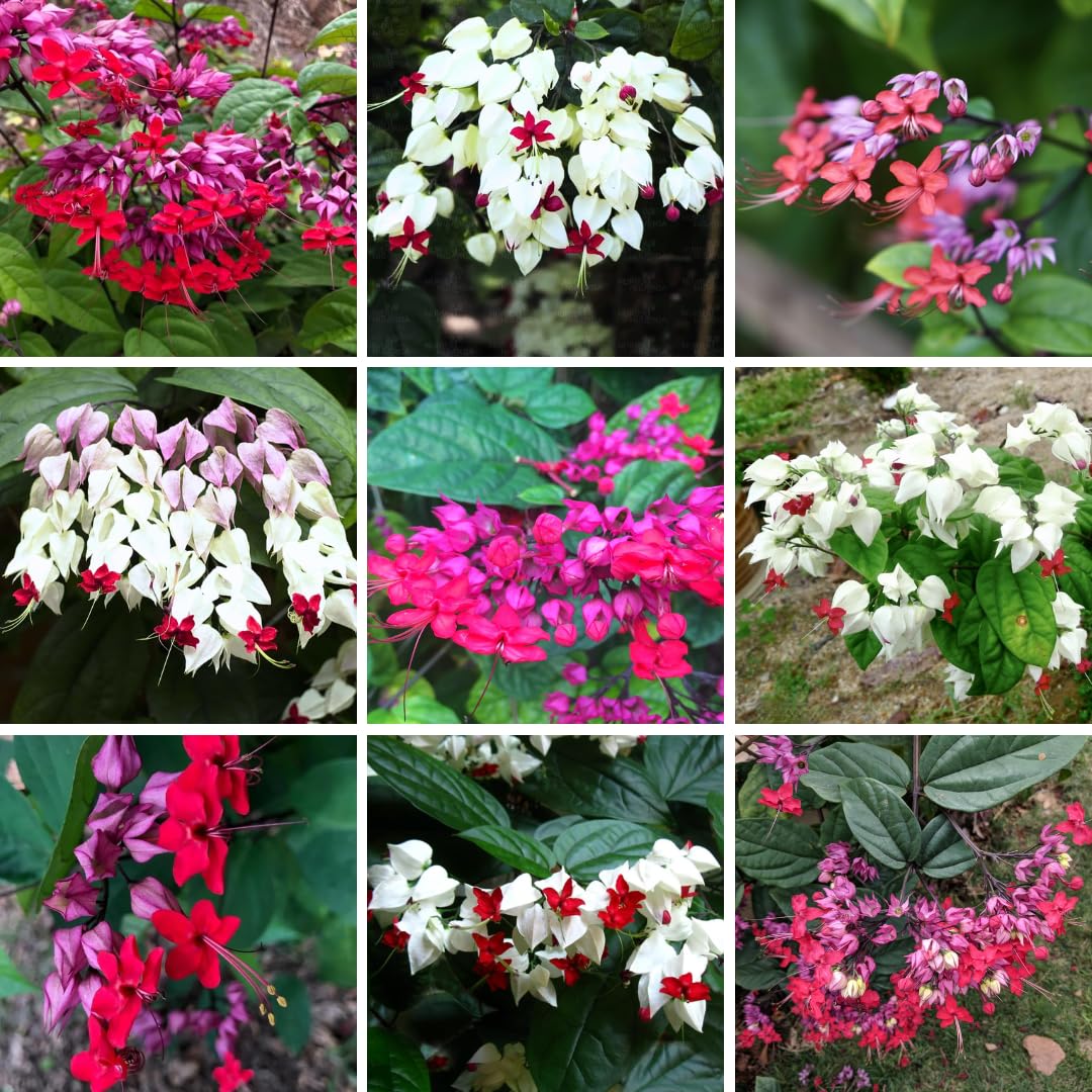Set 2 Clerodendrum Bleeding Heart Plants Live, Clerodendrum Bleeding Heart Vine, Bell Shaped Flowers (Assorted Bleeding Heart)