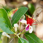 2 Pink Guava Trees Live Plants from 5 to 7'' Tall, Guava Plant Live for Planting Outdoor Indoor, Zone 9 to 11