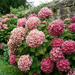 Blue Hydrangea Bush Live Plant, Hardy Flower Shrub, 1-1.5 Ft Tall