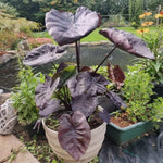 Black Colocasia Elephant Ear Plants Live 4–7 Inches Tall, Taro Alocasia Tropical Foliage Plants for Outdoor Garden Home Decor