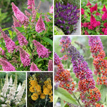 Pack 2 Butterfly Bushes Live Plant, Fragrant Buddleia Bush Shrub, 4 to 9 Inch Tall (Mixed Blooms)