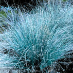 2 Blue Fescue Grass Plants Live for Spring Planting, Size 5-9" in Tall, Oranamental Grass for Outdoor Indoor