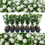 Duke Jasmine Live Plant – Climbing White Flower Vine, Fragrant Indoor & Outdoor 4-6” Tall Decorative Plant