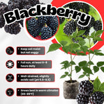 Pack 2 Thornless BlackBerry Plants Live to Grow 4 to 8 Inch Tall, BlackBerry Bush Live Plant, Sweet Blackberries Fruit Tree Indoor Outdoor (Navaho BlackBerry)