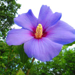 Purple Hibiscus Plant for Outdoor Planting, Hardy Hibiscus Flowers Colorful Blooms, Hibiscus Plant for Grow, 5-7'' Tall