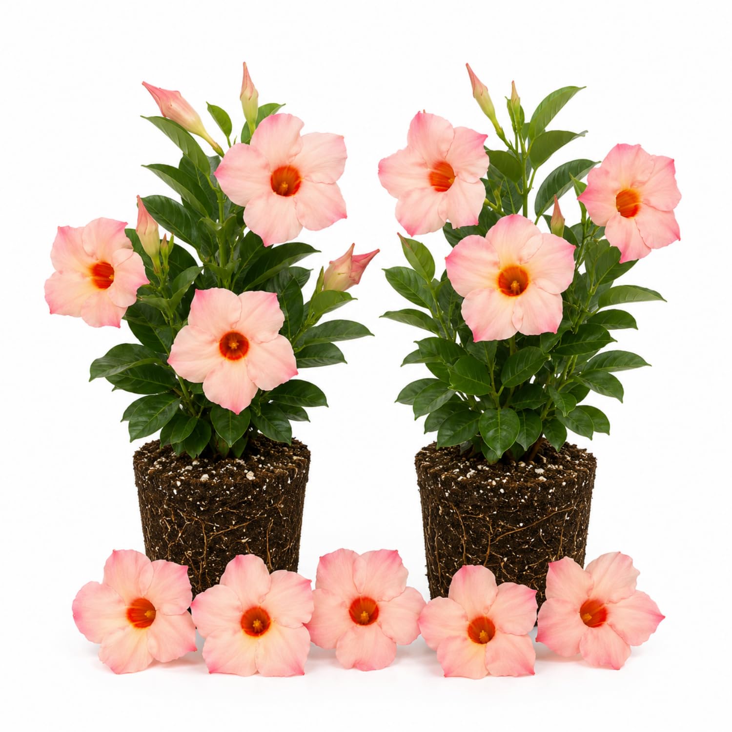 2 Peach Mandevilla Plants Live 4–7" Tall, Live Mandevilla Flowering Tropical Vines for Patio, Containers and Backyard Landscaping