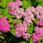 Rare Spirea Shrub Live Tree Plant in Quart Pot, 1 Year Old Well-Rooted, Dormant in Winter, 8-17 Inches in Tall, Winter Meadowsweets Bush for Planting